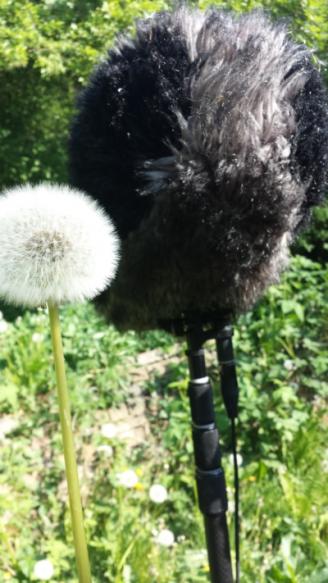 pluis pluis